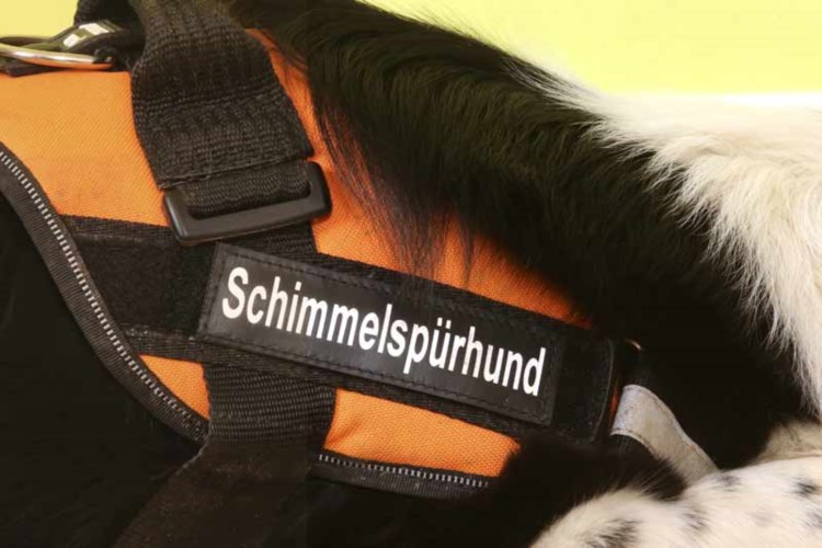 Schimmelsuchhund Bayern - TÜV geprüfte Beratung – Schimmelsuchhund Bayern